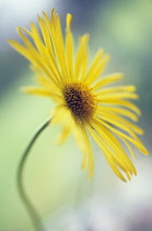 Leopard's Bane, Doronicum.