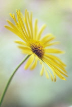 Leopard's Bane, Doronicum.