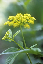 Golden Alexanders, Zizia aurea.