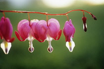 Bleedingheart, Dicentra.