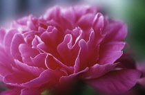 Peony, Paeonia.