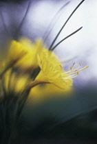 Daffodil, Narcissus romieuxii 'Atlas Gold'.