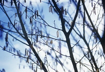 Hazel, Cob-nut, Corylus avellana.