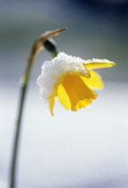 Daffodil, Narcissus 'Tete-a-Tete'.