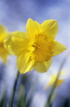 Daffodil, Narcissus.