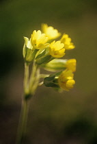 Cowslip, Primula veris.