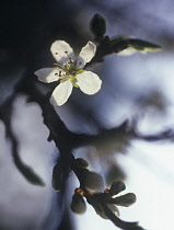 Blackthorn, Sloe, Prunus spinosa.