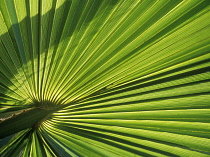 Fan Palm, Livistona.