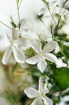 Jasmine, Jasminum officinale.