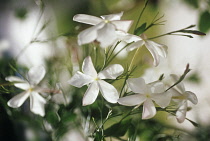 Jasmine, Jasminum officinale.