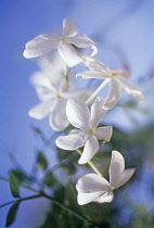 Jasmine, Jasminum.