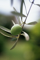 Olive, Olea europea.