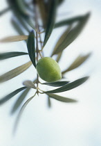 Olive, Olea europea.