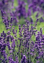 Lavender, Lavandula augustifolia.