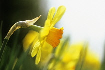 Daffodil, Narcissus 'Barrett Browning'.