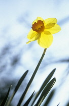 Daffodil, Narcissus 'Barrett Browning'.