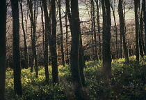 Beech, Fagus sylvatica.