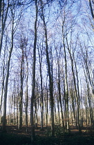 Beech, Fagus sylvatica.