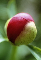 Peony, Paeonia officinalis.