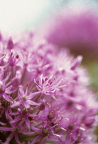 Allium, Allium rosenbachianum.