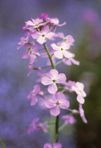 Sweetrocket, Dame's rocket, Hesperis matronalis.