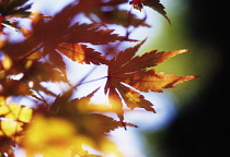 Japanese Maple, Acer palmatum.