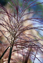 Siren Japanese Silvergrass, Miscanthus sinensis 'Sirene'.