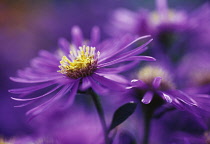 Aster, Aster sonara.