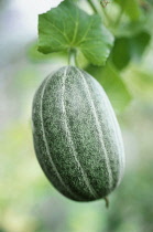 Melon, Cucumis melo.