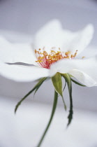 Rose, Wild rose, Dog rose, Rosa.