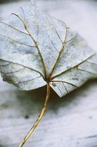 Leaf.