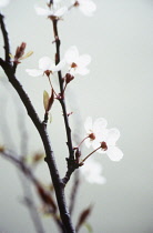 Cherry, Prunus avium.