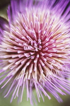 Artichoke, Cynara scolymus.