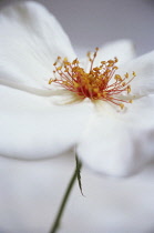 Rose, Wild rose, Dog rose, Rosa.