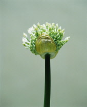 Leek, Allium ampeloprasum.