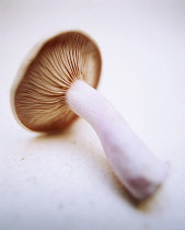 Mushroom, Psalliota.