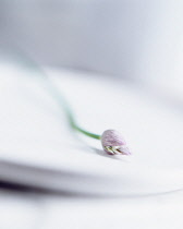 Chive, Allium schoenoprasum.