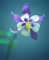 Aquilegia, Columbine, Aquilegia vulgaris.