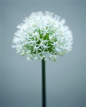 Allium.