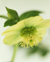 Hellebore, Helleborus hybridus.