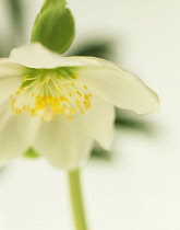 Hellebore, Helleborus hybridus.