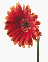 Gerbera.