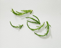 Samphire, Crithmum maritimum.