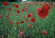 Poppyfield, Papaver rhoeas.