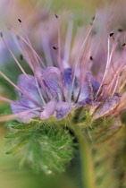 Viper's Bugloss, Echium vulgare.