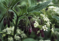 Comfrey, Symphytum officinale.