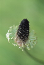 Plantain, Ribwort, Plantago lanceolata.