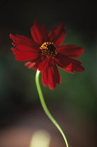 Coreopsis, Coreopsis 'Limerock Ruby'.