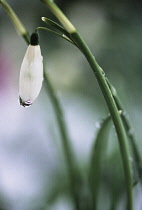 Snowdrop, Galanthus elwesii.
