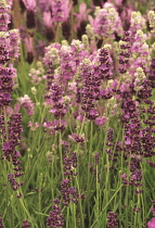 Lavender, Lavandula augustifolia 'Gem'.